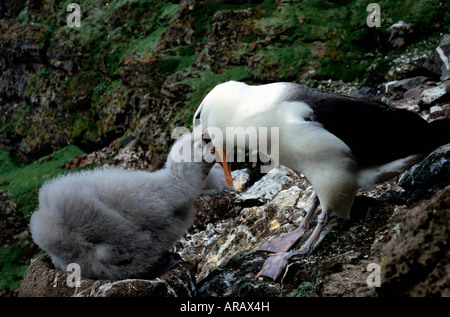 Albatros ein Sourcils Noir Mollymauk schwarz Browed Albatros Diomedea Melanophris mit Küken im Nest Albatros eine Sourcils Noirs Alba Stockfoto