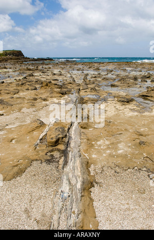 Baumstamm im alten versteinerten Wald von Curio Bay, die Catlins, Neuseeland Stockfoto