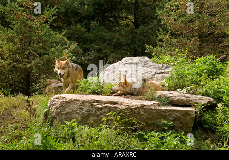 Alpha männliche mexikanische Gray Wolf nähert sich devote Frau. Stockfoto