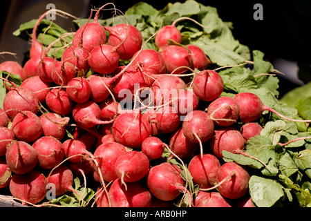 Markt frischen Haufen von Radieschen Stockfoto