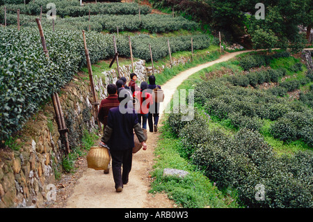 Teeplantage, Hangzhou, China Stockfoto