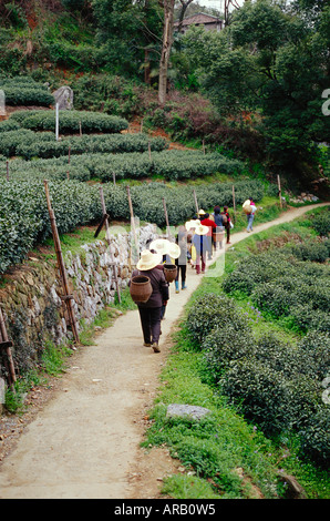 Teeplantage, Hangzhou, China Stockfoto