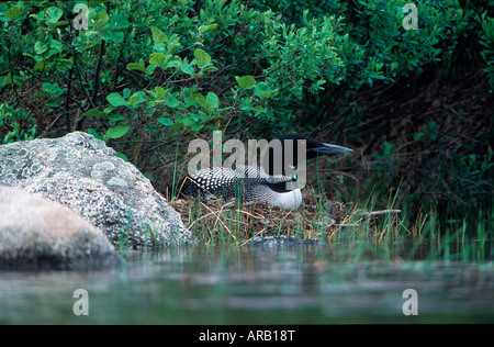 Gemeinsamen Loon auf nest Stockfoto