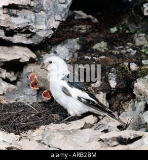 Femelle Bruant des Neiges Nourrissant ses Oisillons au Nid Schneeammer Snow Bunting Plectrophenax Nivalis am Nest Pfingstmontag Youngs bin Stockfoto