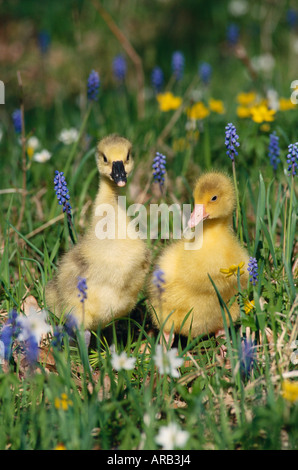 Gänsel im Feld Stockfoto