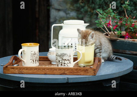 Kätzchen trinken aus Becher Stockfoto