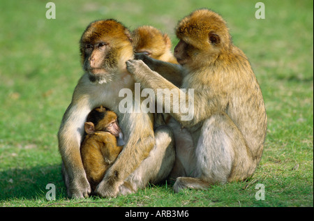 Macaca Sylvana mit jungen Stockfoto