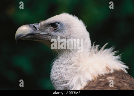 Gänsegeier Stockfoto