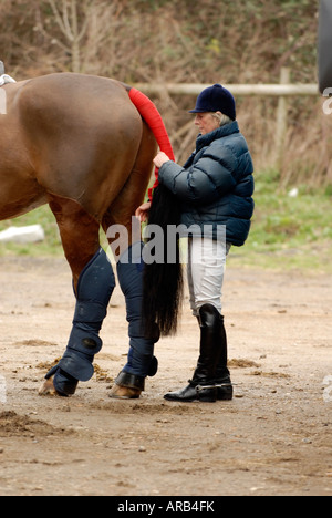 Pferde Tack Eimer Horsboxes Ställe und Ausmisten Tiere Fahrer Transport-Anhänger und Tücher Vollblutpferde Sättel, Dressur und showjumpin Stockfoto