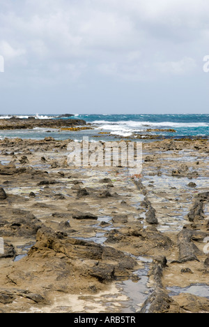 Baumstamm im alten versteinerten Wald von Curio Bay, die Catlins, Neuseeland Stockfoto