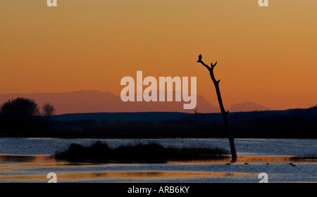 Einsamer Adler thront Stockfoto