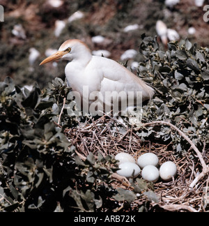 Heron Garde Boeufs Kuhreiher Kuhreiher Buff auf Heron Bubulcus Ibis Ardeola Ibis gesichert nisten Tiere Ardeidae Vögel Zucht p Stockfoto