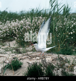 Sterne Pierregarin Lussseeschwalbe Common Tern Sterna Hirundo am nest Fluss-Seeschwalben Flusseeschwalbe Flussseeschwalben Geleg Stockfoto