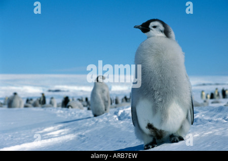 Manchot Empereur Kaiserpinguin Kaiserpinguin Aptenodytes Forsteri Küken stehen auf Eis Tiere der Antarktis Antarktis aquatische A Stockfoto