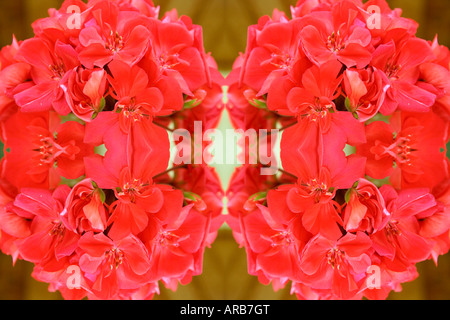 Rote Blume Stockfoto