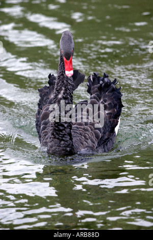 Schwarzer Schwan Cygnus olor Neuseeland Stockfoto