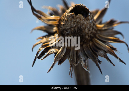 Seedhead Sonnenhut Echinacea Stockfoto