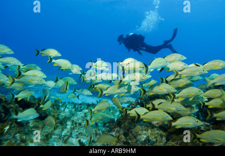 Schulzeit grunzen bei Turtle Rock Tauchen Website Bahamas Stockfoto