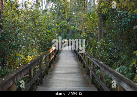 Promenade in den Fakahatchee Strand State Park in den Everglades FL Stockfoto