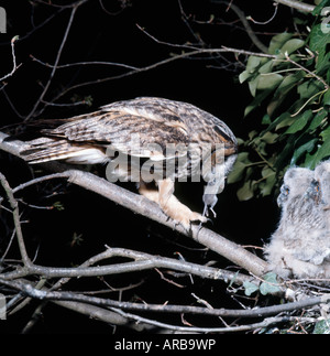 Moyen Duc au Nid Avec Les Jeunes lange eared Owl nähren seine junge im Nest Frankreich Aktion Aktionen Erwachsene Erwachsene Tier Konstrukt Stockfoto