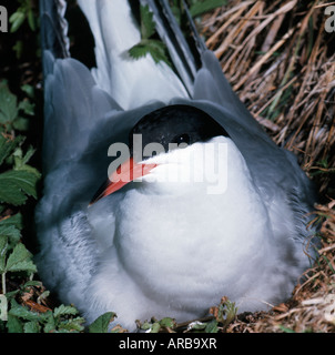 Sterne Pierregarin Lussseeschwalbe Common Tern Sterna Hirundo am nest Fluss-Seeschwalben Flusseeschwalbe Flussseeschwalben Geleg Stockfoto