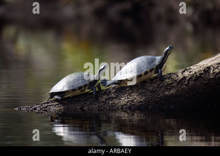 Suwannee River Cooters Pseudemys Concinna Suwanniensis sonnen sich auf einem Baumstamm im Jonathan Dickinson State Park in Florida Stockfoto