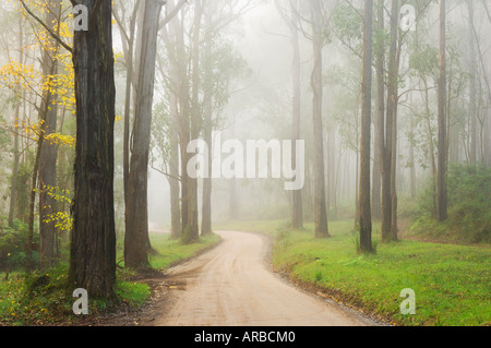 Landstraße in Nebel, Dandenong Ranges, Victoria, Australien Stockfoto