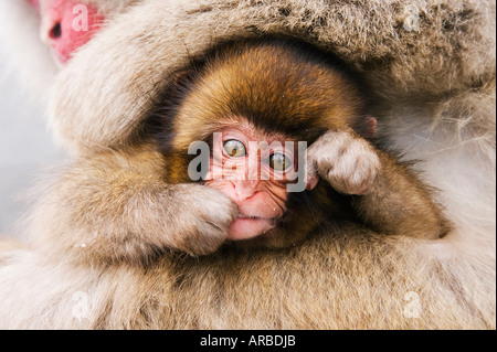 Porträt des japanischen Makaken Baby Stockfoto