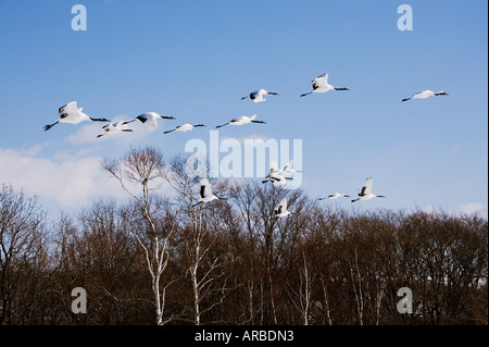 Mandschurenkraniche im Flug Stockfoto