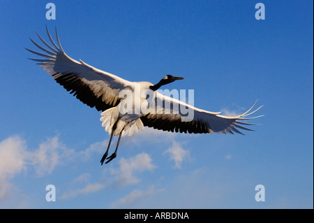 Rot-gekrönter Kran im Flug Stockfoto