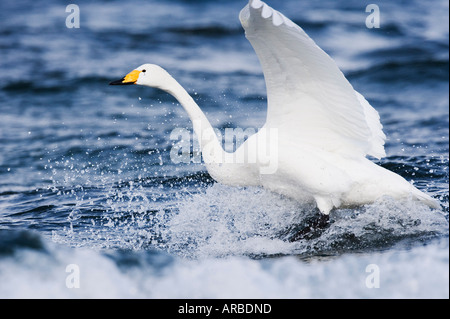 Singschwan Landung im Wasser Stockfoto