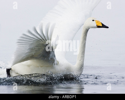 Singschwan Landung im Wasser Stockfoto