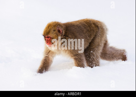 Japanischen Makaken Wandern im Schnee Stockfoto