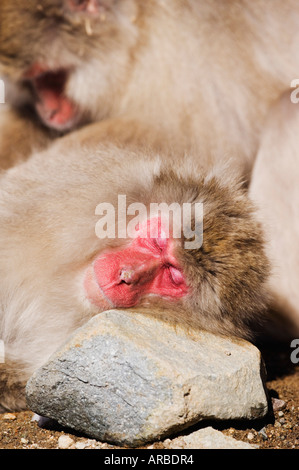 Japanischen Makaken schlafen Stockfoto