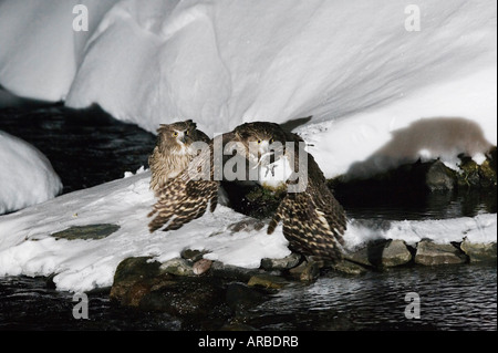 Die Blakiston Fisch Eulen, Rausu, Hokkaido, Japan Stockfoto