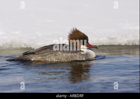 Prototyp, See Kussharo, Hokkaido, Japan Stockfoto