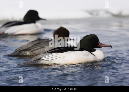 Säger, See Kussharo, Hokkaido, Japan Stockfoto