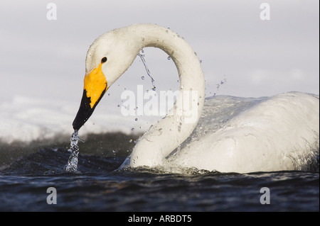 Singschwan, See Kussharo, Hokkaido, Japan Stockfoto