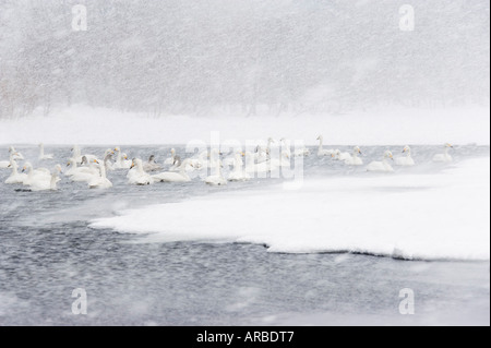 Singschwäne in Show Sturm auf See Kussharo, Hokkaido, Japan Stockfoto