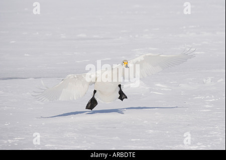 Singschwan, Landung auf See Kussharo, Hokkaido, Japan Stockfoto