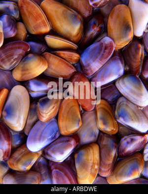 Cochina Schalen Santa Monica Los Angeles County Kalifornien USA Stockfoto