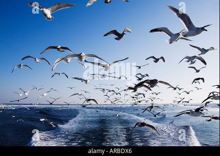 Möwen nach Boot, Nemuro Kanal Shiretoko-Halbinsel, Hokkaido, Japan Stockfoto