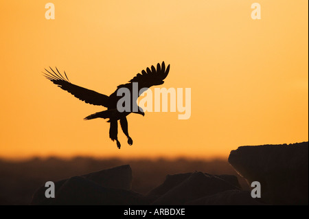 Silhouette der Seeadler, Nemuro Kanal, Rausu, Hokkaido, Japan Stockfoto