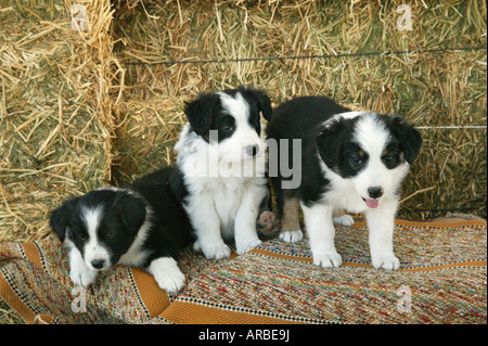 Border Collie Welpen auf Satteldecke, ranch Rinder. Stockfoto