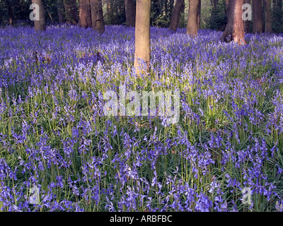 Bluebell wood hyacinthoides non-Script. Chiltern Hills Woodland in Buckinghamshire. Stockfoto