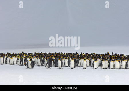 König Penguins Aptenodytes Patagonicus Right Whale Bay South Georgia große Gruppe stehen auf Schnee Stockfoto