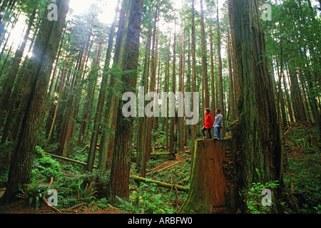 Paar in Redwood-Wald an der kalifornischen Küste Stockfoto