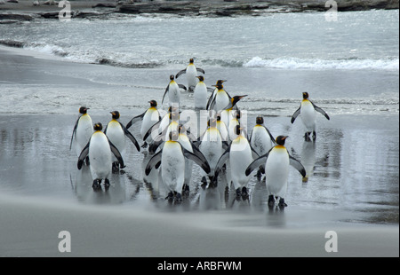 König Penguins Aptenodytes Patagonicus St. Andrews Bay South Georgia Gruppe am Strand Stockfoto
