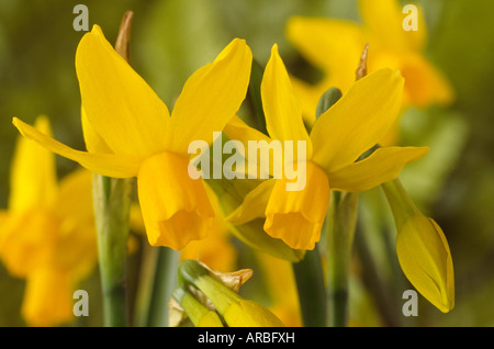 Narcissus "Quitte" (Narzisse) Division 12 Verschiedenes Stockfoto