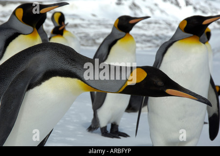 König Penguins Aptenodytes Patagonicus St. Andrews Bay South Georgia Nahaufnahme von Kopf und Hals Stockfoto